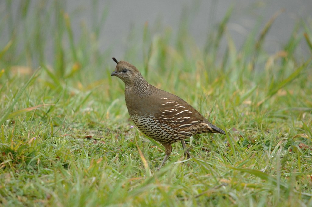 Quail, California, 2008-03180485 Point Reyes National Seashore, CA.JPG - California Quail. Point Reyes National Seashore, Visitor's Center, CA, 3-18-2008